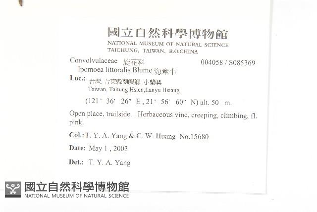 海牽牛藏品圖，第2張