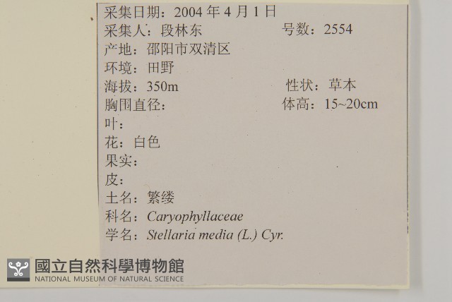 繁縷藏品圖，第2張
