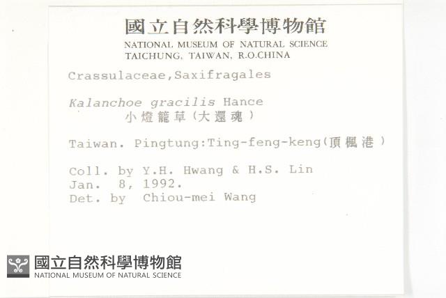 小燈籠草、大還魂藏品圖，第2張