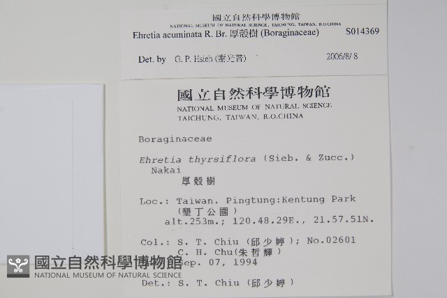 厚殼樹藏品圖，第2張