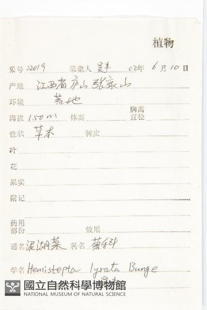 泥胡菜藏品圖，第2張