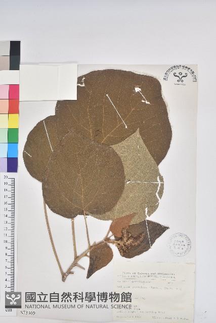 野桐藏品圖，第1張