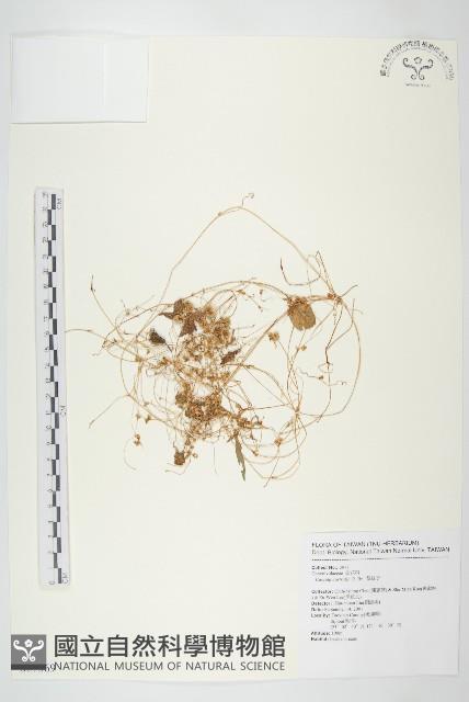 菟絲子藏品圖，第1張