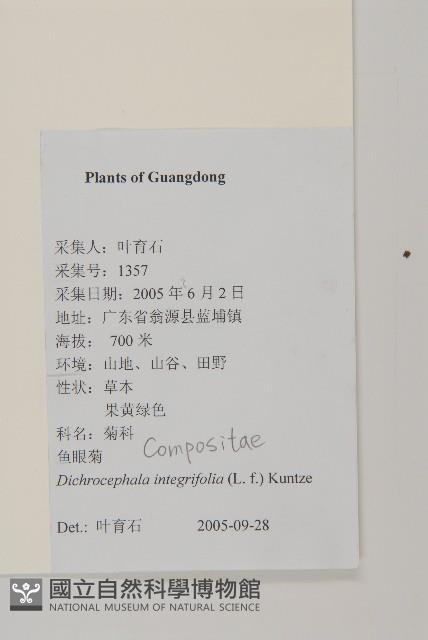 茯苓菜藏品圖，第2張