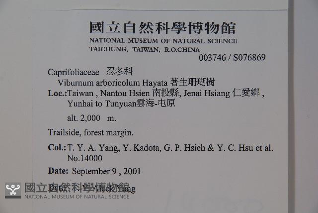 著生珊瑚樹藏品圖，第2張