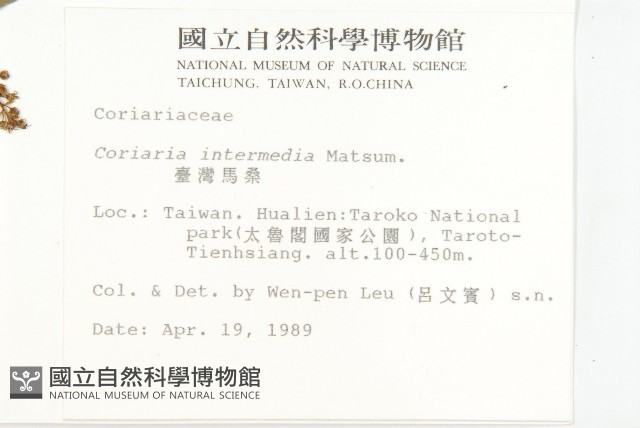 臺灣馬桑藏品圖，第2張