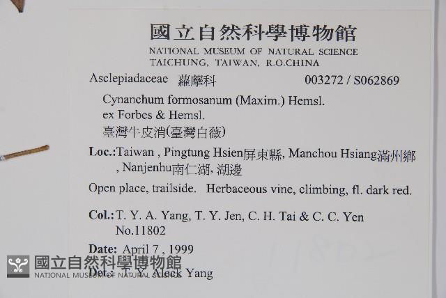 臺灣牛皮消、臺灣白薇藏品圖，第2張