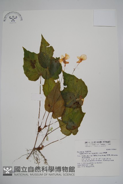 水鴨腳藏品圖，第1張