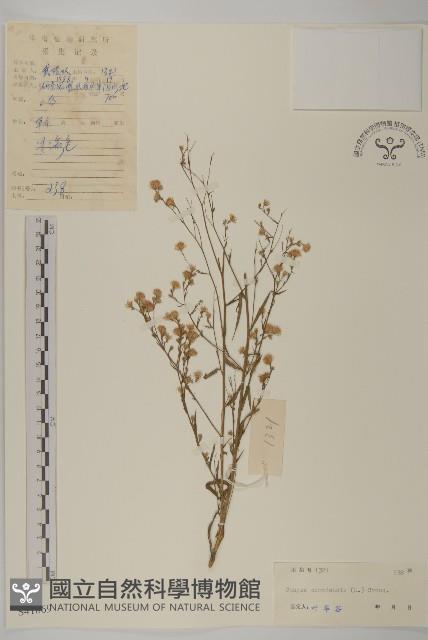 加拿大蓬藏品圖，第1張