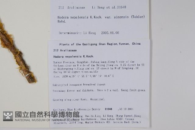 常春藤藏品圖，第2張