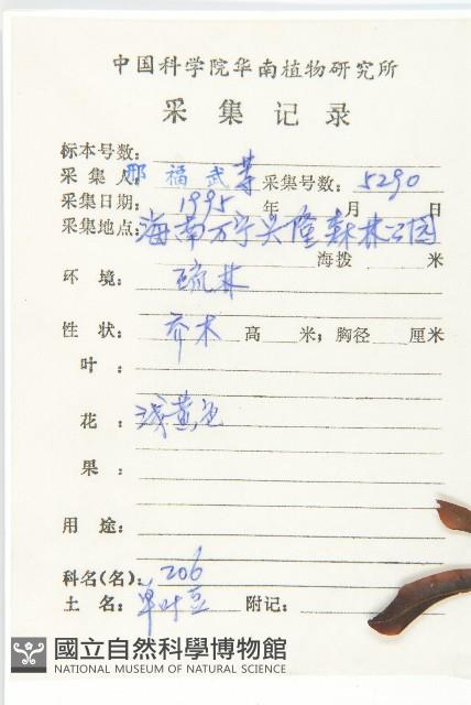 單葉豆藏品圖，第2張