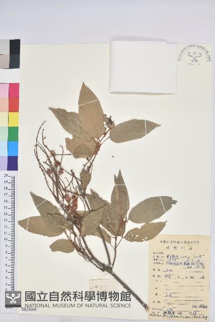 粗糠柴藏品圖，第1張