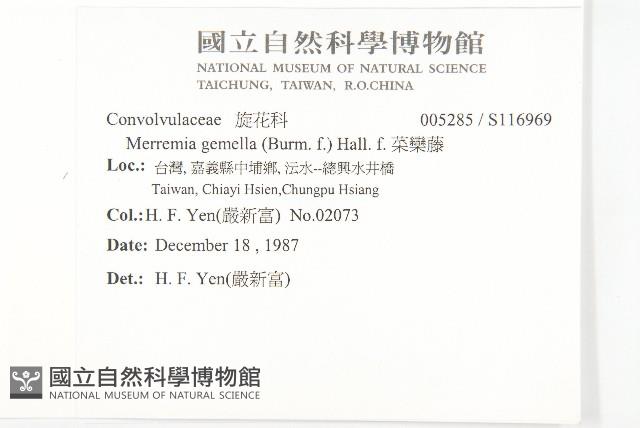 菜欒藤藏品圖，第2張