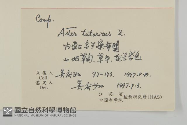 紫菀藏品圖，第2張