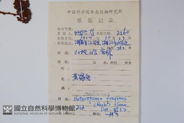 幌傘楓藏品圖，第2張