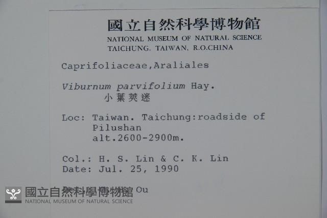 小葉莢迷藏品圖，第2張