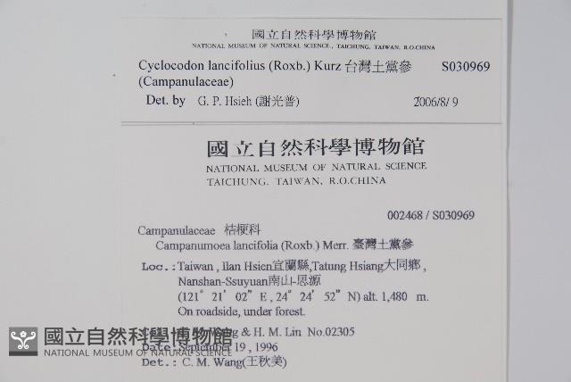 台灣土黨參藏品圖，第2張