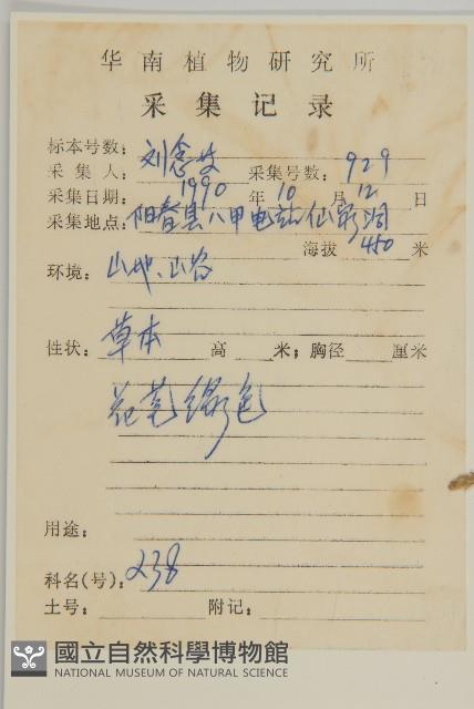 狹葉兔兒風藏品圖，第2張