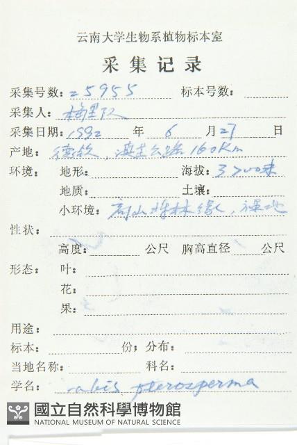 四川糖芥藏品圖，第2張