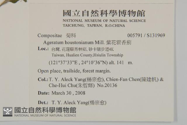 紫花霍香薊藏品圖，第2張