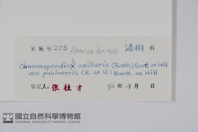 毛脈南酸棗藏品圖，第2張