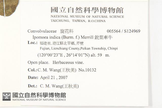 銳葉牽牛藏品圖，第2張