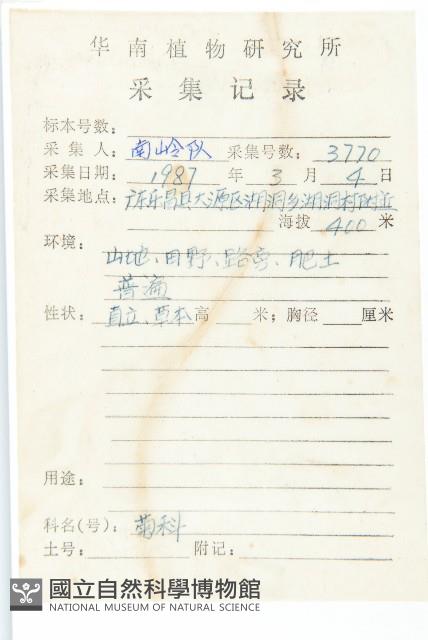 泥胡菜藏品圖，第2張