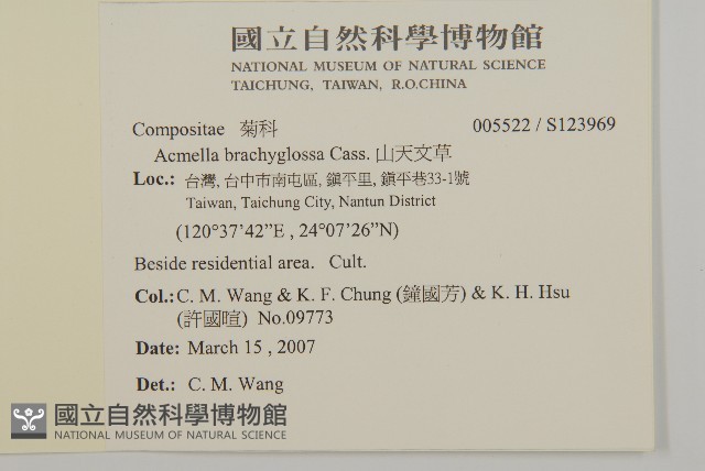 短舌花金鈕釦藏品圖，第2張