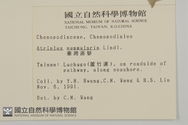 臺灣濱藜藏品圖，第2張