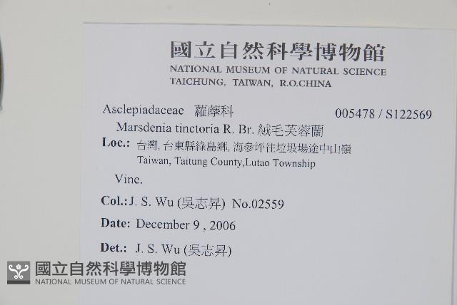 絨毛芙蓉蘭藏品圖，第2張