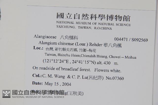 華八角楓藏品圖，第2張