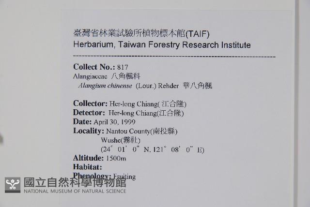 華八角楓藏品圖，第2張