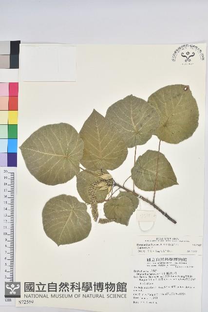 圓葉血桐藏品圖，第1張