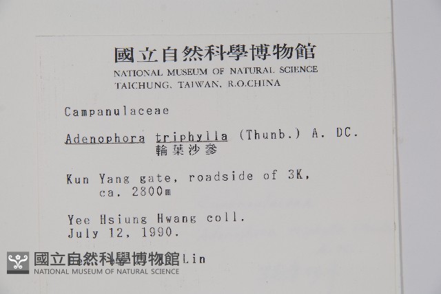 輪葉沙參藏品圖，第2張