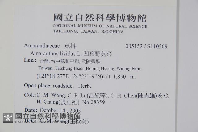 凹葉野莧菜藏品圖，第2張