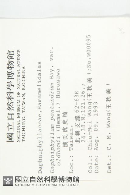 俄氏虎皮楠藏品圖，第2張