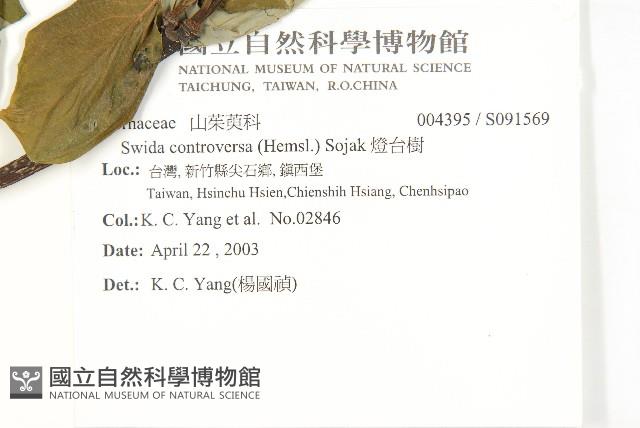 燈台樹藏品圖，第2張