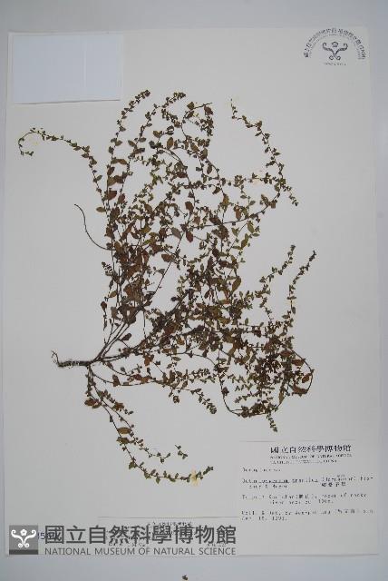 細纍子草藏品圖，第1張