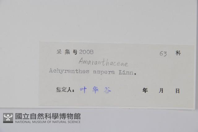 土牛膝藏品圖，第2張