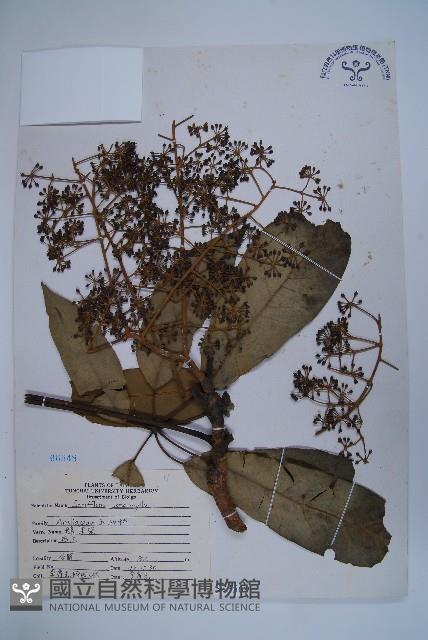 鵝掌柴、江某、鴨腳樹藏品圖，第1張