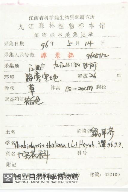 鼠耳芥藏品圖，第2張