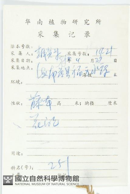 大花飛蛾藤藏品圖，第2張