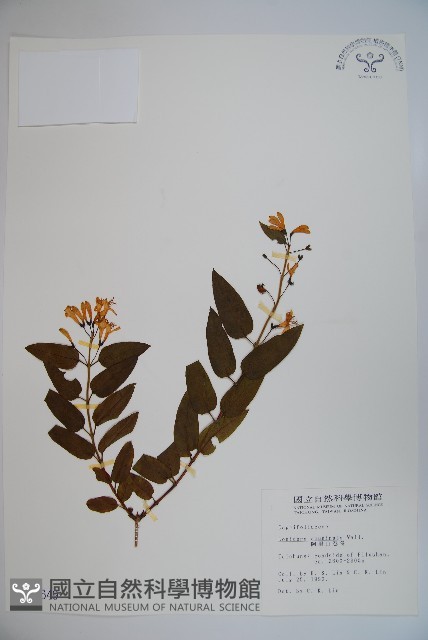 阿里山忍冬、漸尖葉忍冬藏品圖，第1張