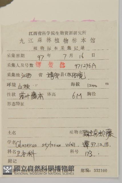 顯柱南蛇藤藏品圖，第2張