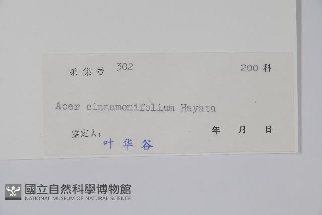 樟葉槭藏品圖，第2張