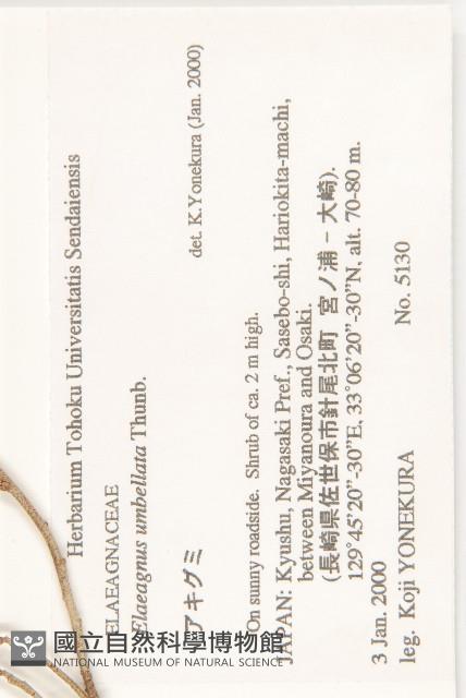 小葉胡頹子藏品圖，第2張