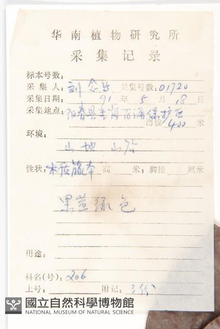 紅葉藤藏品圖，第2張