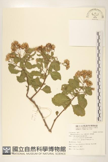 鯽魚膽、闊苞菊藏品圖，第1張