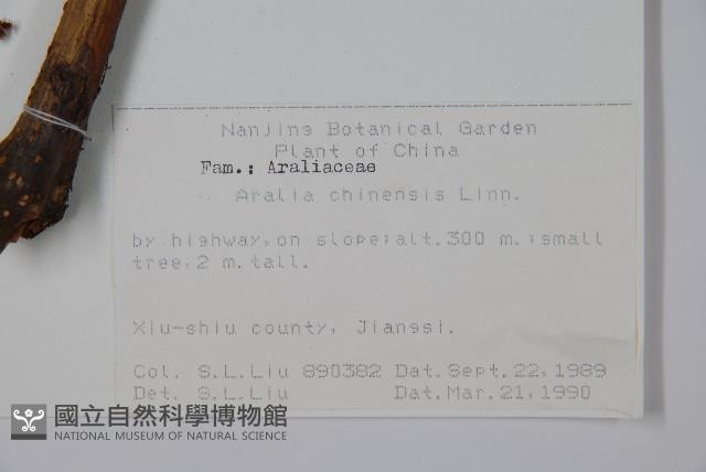 蔥木藏品圖，第2張