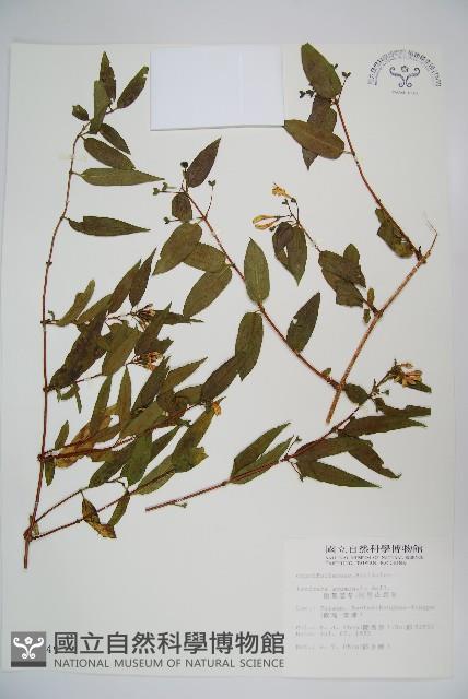 阿里山忍冬、漸尖葉忍冬藏品圖，第1張